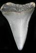 Fossil Mako Shark Tooth - South Carolina #22596-1
